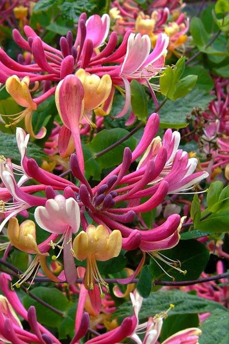 May include: Close-up of pink and yellow honeysuckle flowers with white tips. The flowers are in bloom and have a delicate, sweet fragrance.