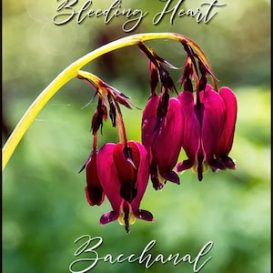 Dark Red Bacchanal Bleeding Hearts Bush Starter Plant (ALL Starter Plants REQUIRE You to Purchase 2 plants)