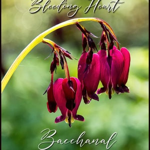 May include: Close-up of a cluster of vibrant, heart-shaped Bleeding Heart flowers in shades of deep magenta and burgundy, with yellow stems. The word "Bleeding Heart" is written at the top, and "Bacchanal" at the bottom.