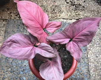 Rare Syngonium Pink Perfection Starter Plant ppp Strawberry Princess (ALL Starter Plants REQUIRE You to Purchase 2 plants)