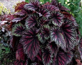 Painters Palette Rex Begonia Starter Plant (ALL Starter Plants REQUIRE You to Purchase 2 plants)