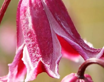 FREE SHIPPING - Etoile Rose Clematis Blooming Flowers Vine Starter Plant