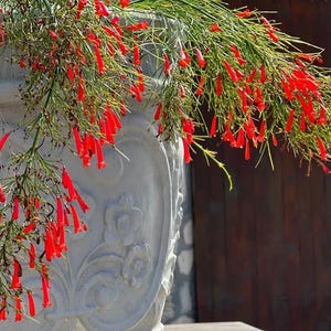 May include: A close-up of a gray, ornate planter overflowing with vibrant red flowers. The flowers are long and tubular, contrasting with the green foliage. The planter has a detailed, carved design.