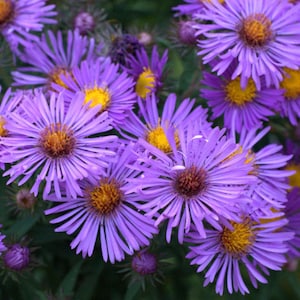 Purple Dome Aster Live Starter Plant (ALL Starter Plants REQUIRE You to Purchase 2 plants)