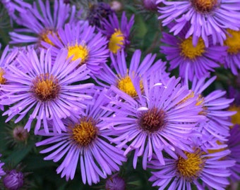 Purple Dome Aster Live Starter Plant (ALL Starter Plants REQUIRE You to Purchase 2 plants)
