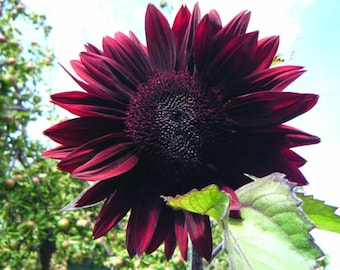 Chocolate Cherry Sunflowers seeds Flowers FREE SHIPPING