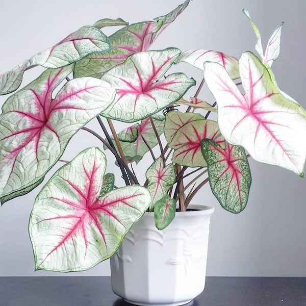 White Queen Caladium Bulbs Live Plants (ALL Starter Plants REQUIRE You to Purchase 2 plants)
