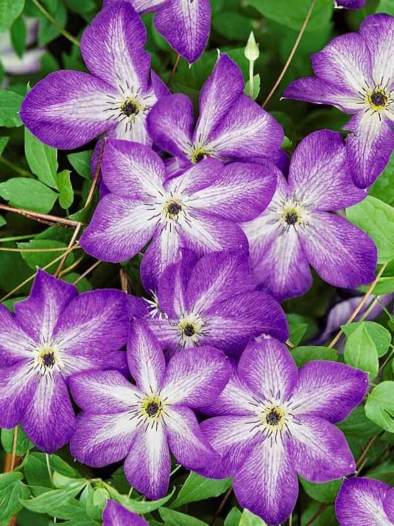 Venosa Violacea Clematis