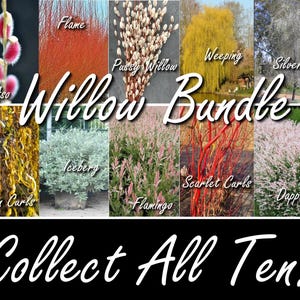 May include: A collage of ten different willow tree varieties, including Flame, Pussy Willow, Weeping, Silver Leaf, Iceberg, Scarlet Carls, Golden Curls, Dappled, Flamingo, and Mt Aso. The text "Willow Bundle" is displayed in the center of the image. The text "Collect All Ten!" is displayed at the bottom of the image.