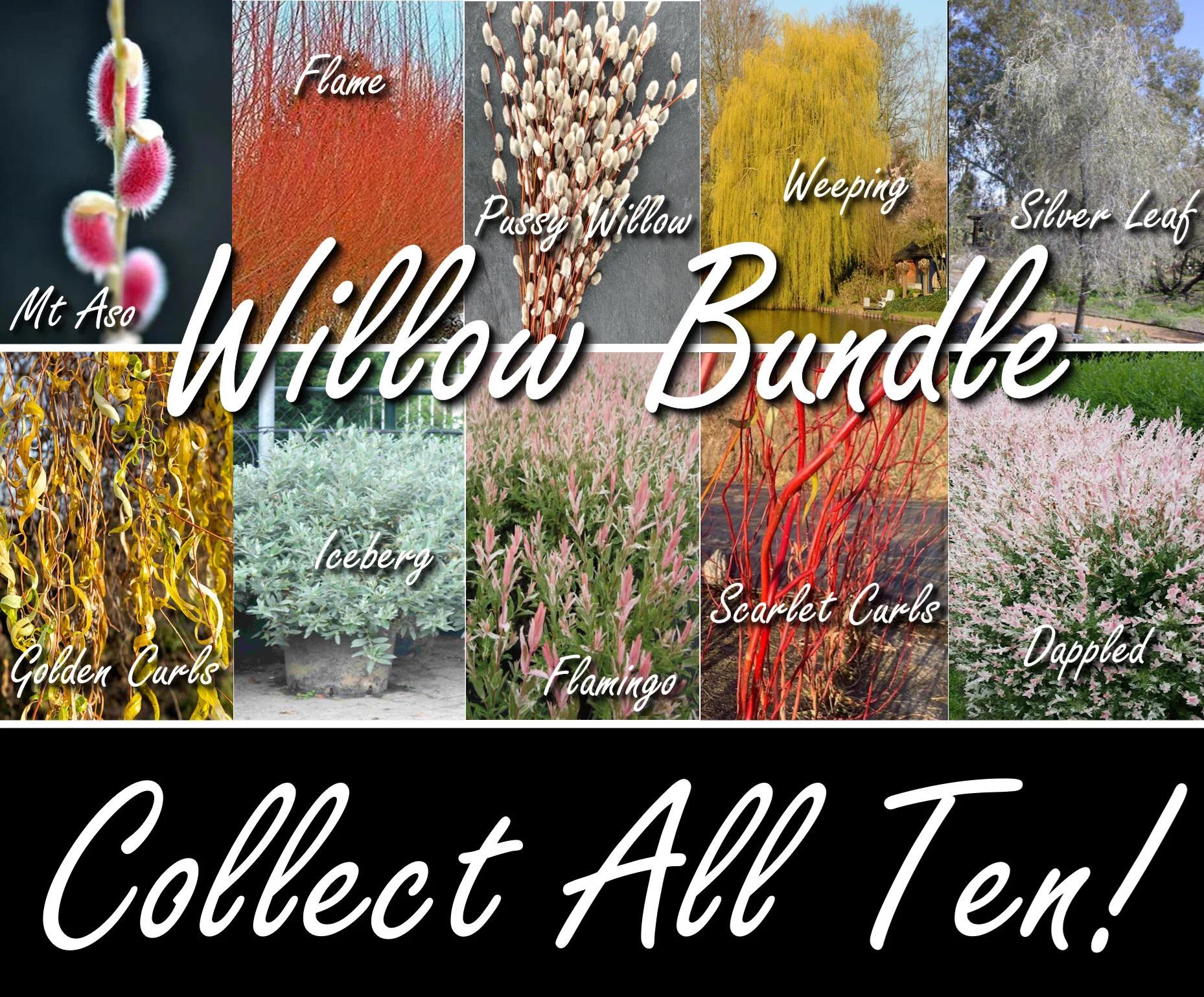 Willow Cuttings Bundle Salix Flame, Mt Aso, Flamingo, Dappled, Scarlet Curls, Golden Curls, Weeping Niobe, Purple Nana, Salix Discolor