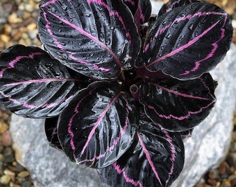 Black Calathea Dottie Starter (ALL Starter Plants REQUIRE You to Purchase 2 plants) House Plants