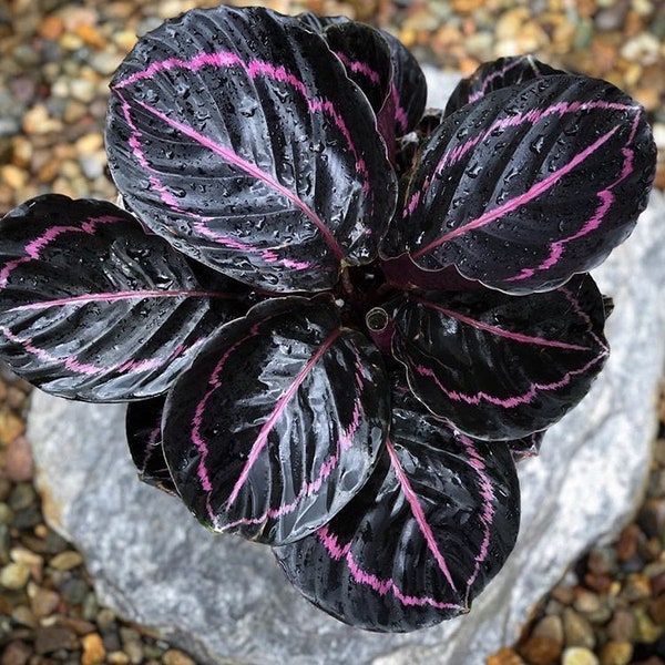 Black Calathea Dottie Starter (ALL Starter Plants REQUIRE You to Purchase 2 plants) House Plants