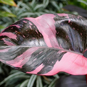 Small Pink Princess Philodendron PPP House Plants  (ALL Starter Plants REQUIRE You to Purchase 2 plants)