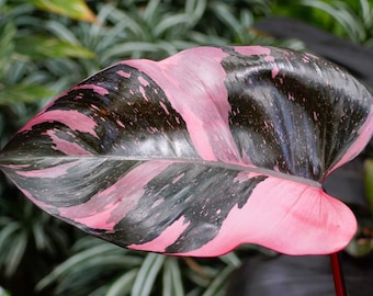 FREE SHIPPING - Small Pink Princess Philodendron PPP House Plants