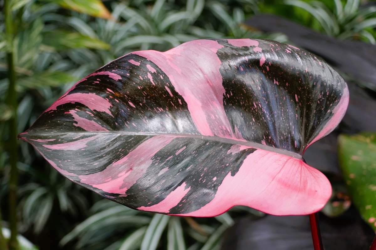 FREE SHIPPING - Small Pink Princess Philodendron PPP House Plants