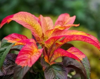 Red Carpet Tricolor Plant Live Starter Plant (ALL Starter Plants REQUIRE You to Purchase 2 plants)