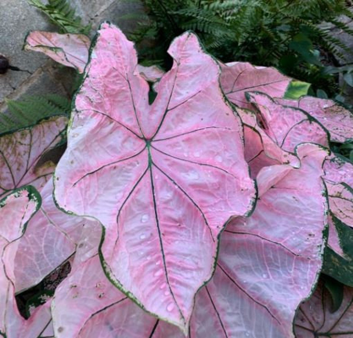 Pink Splash Caladium Bulbs Live Plant Princess ALL Starter - Etsy
