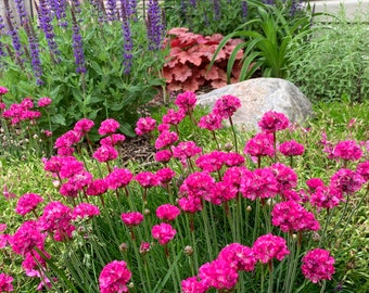 Armeria Pink Sea Thrift Live Starter Plant (ALL Starter Plants REQUIRE You to Purchase 2 plants) Pink Flowers