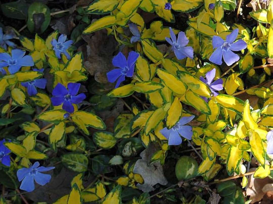 Vinca Illumination Periwinkle Blue Flower Starter Plant ALL Starter