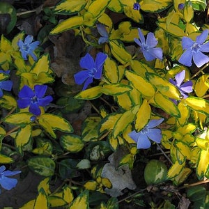 Vinca Illumination Periwinkle Blue Flower Starter Plant (ALL Starter Plants REQUIRE You to Purchase 2 plants) Vine