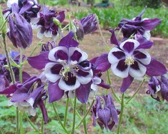 Columbine Purple and White Live Starter Plant (ALL Starter Plants REQUIRE You to Purchase 2 plants) Bi-tone Flowers