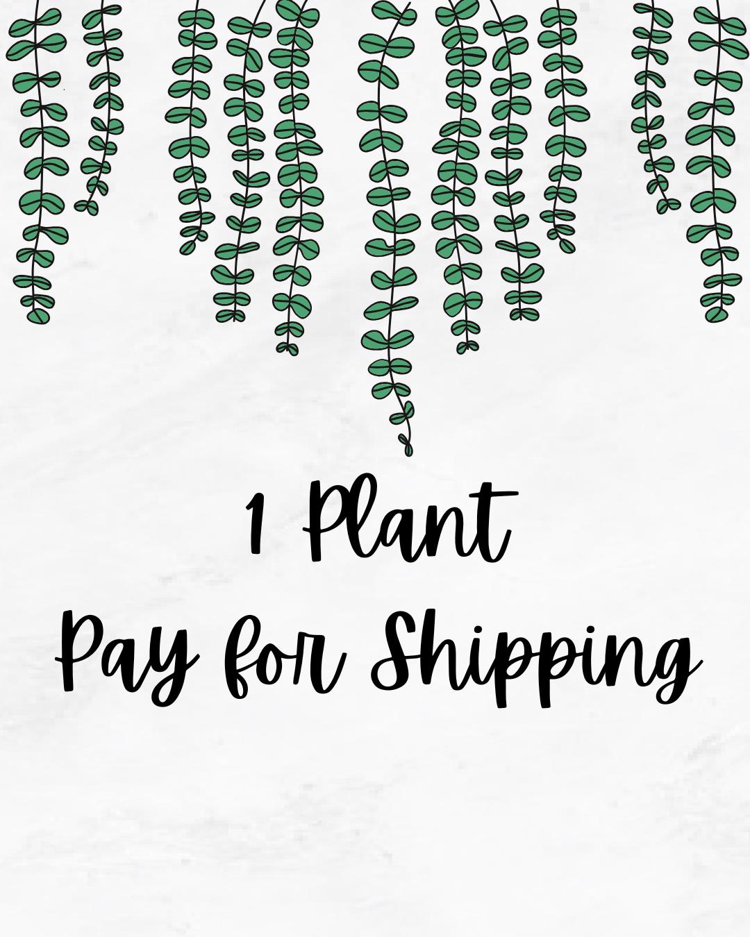 1 Plant Pay for Shipping