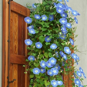 Heavenly Blue Morning Glory Vine Starter Plant (ALL Starter Plants REQUIRE You to Purchase 2 plants) Blue Flowers