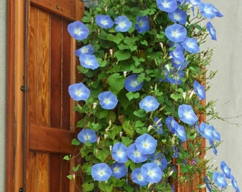 Heavenly Blue Morning Glory Vine Starter Plant (ALL Starter Plants REQUIRE You to Purchase 2 plants) Blue Flowers