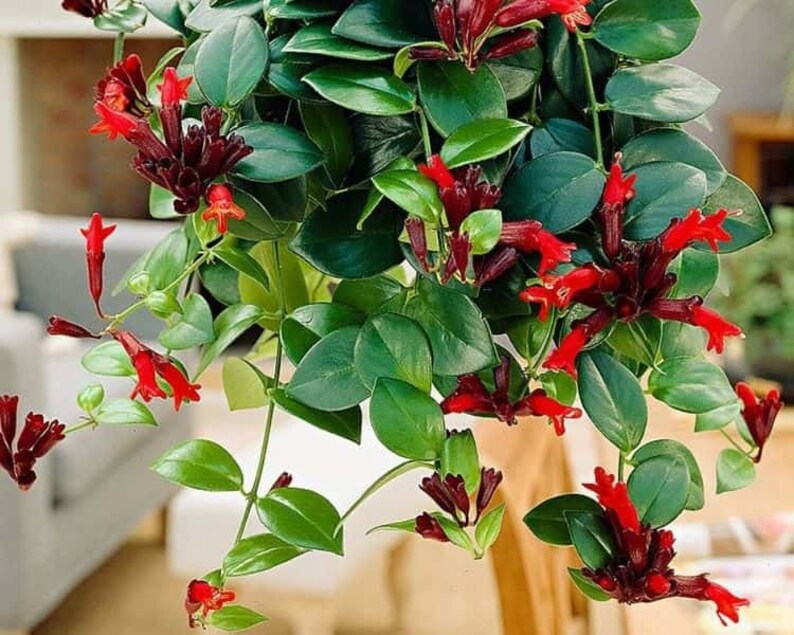 Red Lipstick Plant Etsy