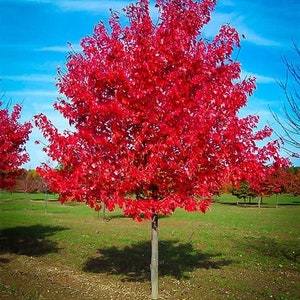 Red Maple Tree Seedling Starter Plant (ALL Starter Plants REQUIRE You to Purchase 2 plants)