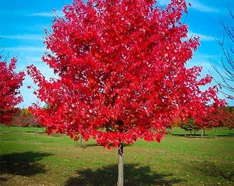 Red Maple Tree Seedling Starter Plant (ALL Starter Plants REQUIRE You to Purchase 2 plants)