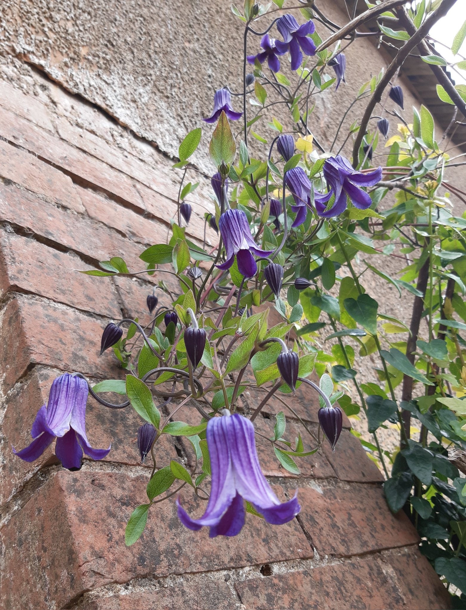 FREE SHIPPING - Blue Bells Clematis Vine Starter Plant Roguchi - Etsy