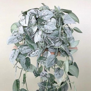 Silver Satin Pothos 'Exotica' Starter (ALL Starter Plants REQUIRE You to Purchase 2 plants) House Plants