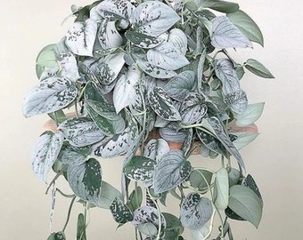 Silver Satin Pothos &#39;Exotica&#39; Starter House Plants FREE SHIPPING