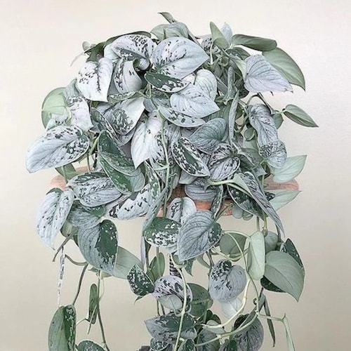 Super Sale - Silver Satin Pothos 'Exotica' Starter House Plants
