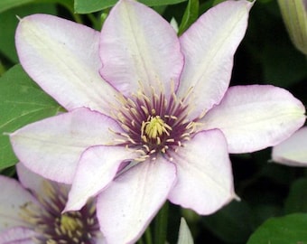 FREE SHIPPING - Samaritan Jo Clematis Large Blooming Pink Yellow and White Flowers Vine Starter Plant