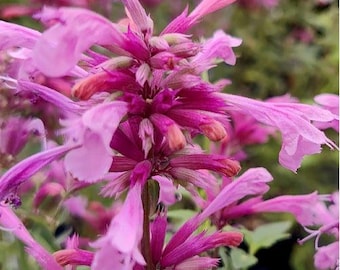 FREE SHIPPING - Rosie Posie Pink Butterfly Bush Flowers Starter Plant