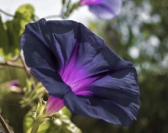 Black Morning Glory Vine Starter Plant (ALL Starter Plants REQUIRE You to Purchase 2 plants)