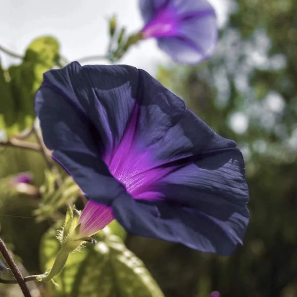 Black Morning Glory Vine Starter Plant (ALL Starter Plants REQUIRE You to Purchase 2 plants)