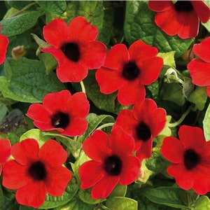 May include: Close-up of vibrant red flowers with dark centers, surrounded by green foliage. The flowers have a trumpet-like shape and are in full bloom, creating a visually appealing floral arrangement. The image showcases the natural beauty of the plant.