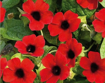 FREE SHIPPING - Cherry Red Black Eyed Susan Vine Starter Plant
