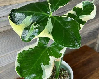 adansonii variegata aurea Variegated Monstera Adansonii Aurea Plant main image 1