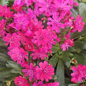 May include: Close-up of vibrant pink flowers with star-shaped petals, clustered together. The flowers are surrounded by green, oval-shaped leaves. The image showcases a lush, colorful floral arrangement, perfect for garden enthusiasts.