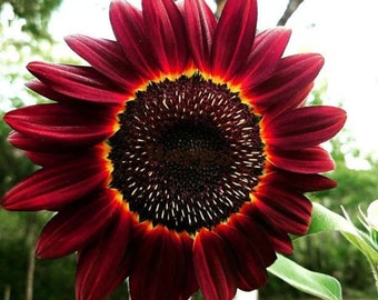 Big Red Sunflowers seeds Flowers FREE SHIPPING