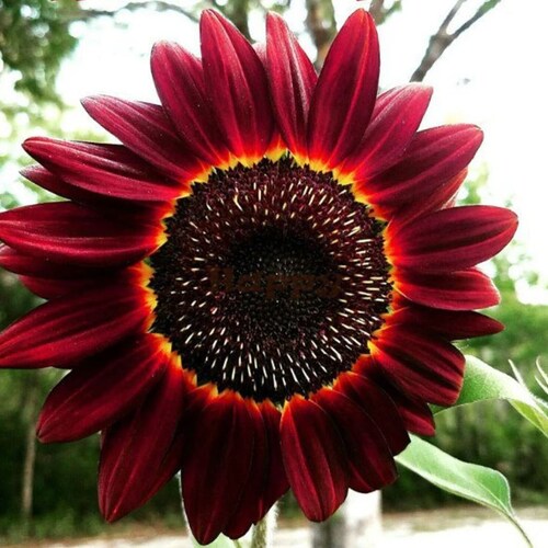 Black Sunflowers Seeds Black Beauty Flowers FREE SHIPPING Etsy