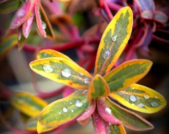 Ascot Rainbow Spurge Shrub Live Plug Starter Plant (ALL Starter Plants REQUIRE You to Purchase 2 plants)