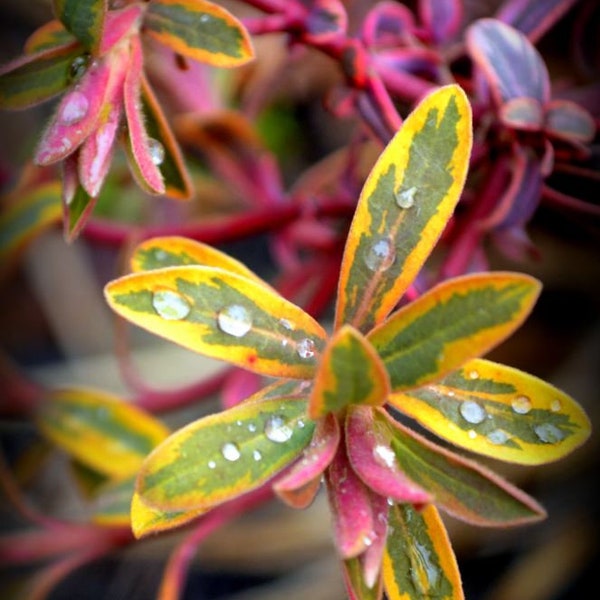 Ascot Rainbow Spurge Shrub Live Plug Starter Plant (ALL Starter Plants REQUIRE You to Purchase 2 plants)