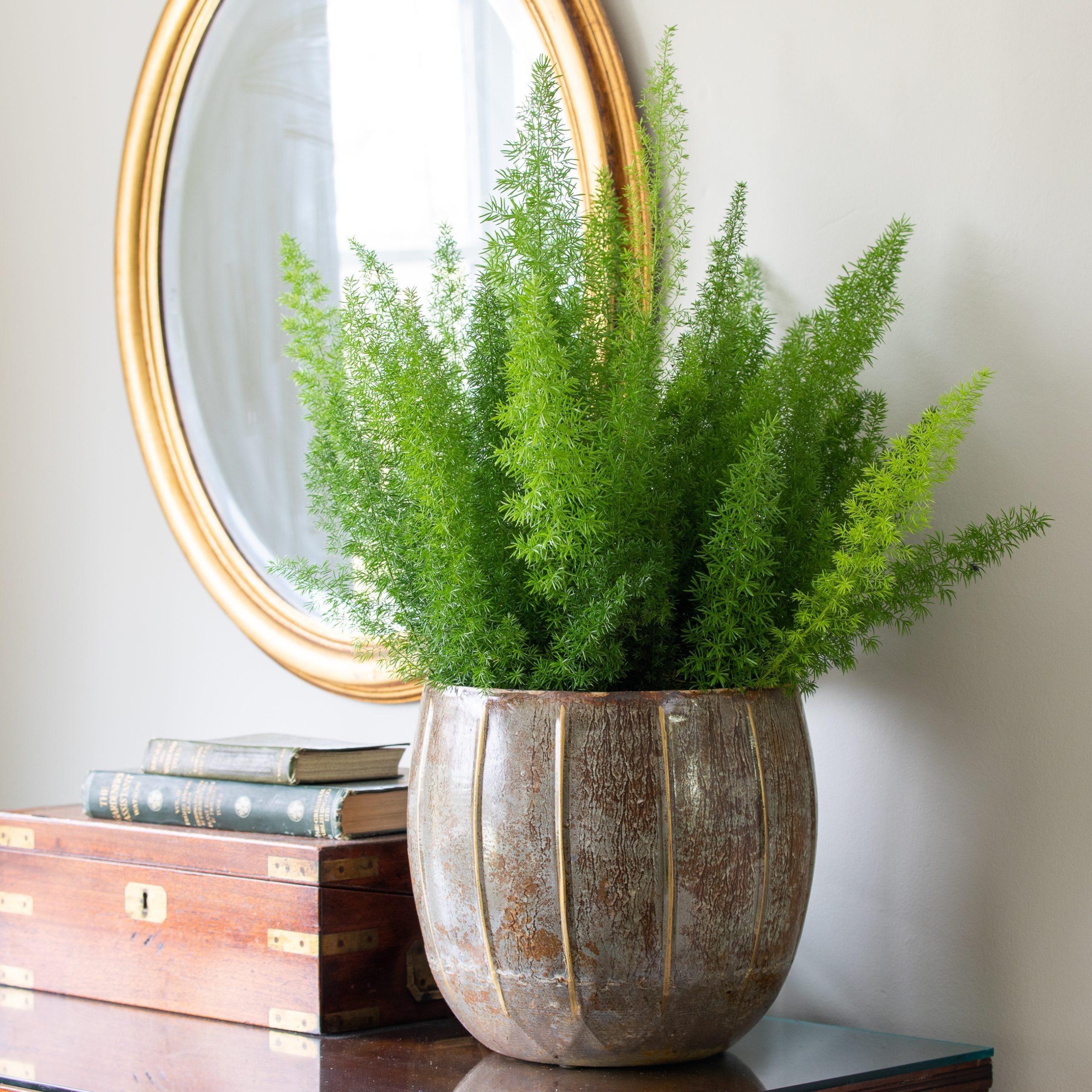 FREE SHIPPING - Foxtail Fern Plant Starter Low Light House Plants - Etsy  Hong Kong