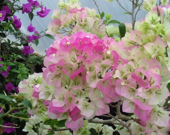 Thai Delight Bougainvillea Vine Starter Plant (ALL Starter Plants REQUIRE You to Purchase 2 plants)