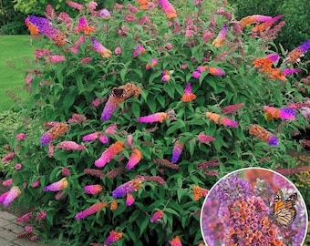 FREE SHIPPING - Butterfly Bush Bicolor Starter Plant